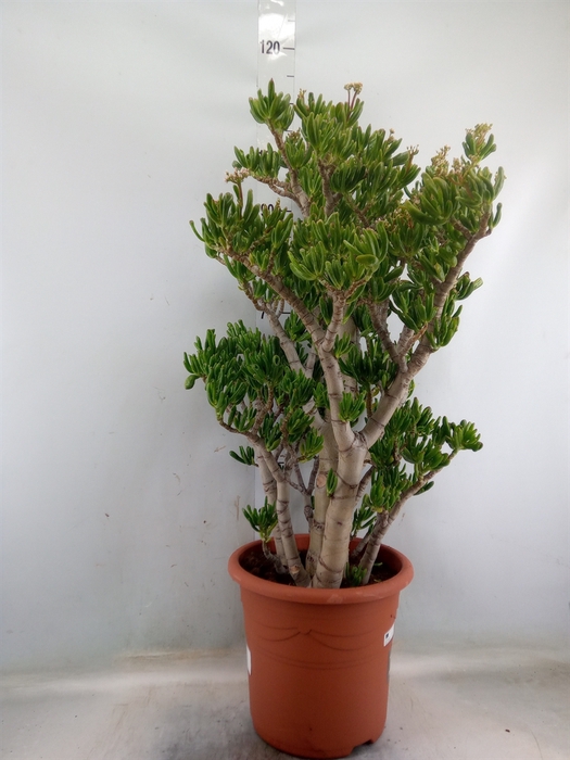 <h4>Crassula ovata 'Hobbit'</h4>