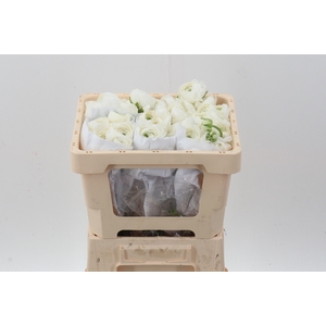 Ran Cloni White Iceberg 40cm Ecu