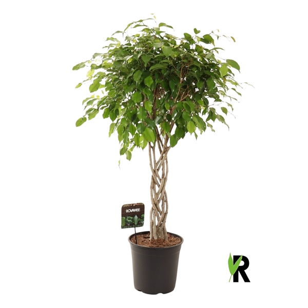 <h4>Ficus benj. Exotica flat braid</h4>