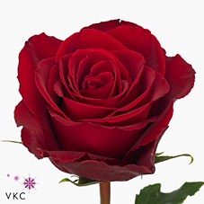 Rosa large madam red