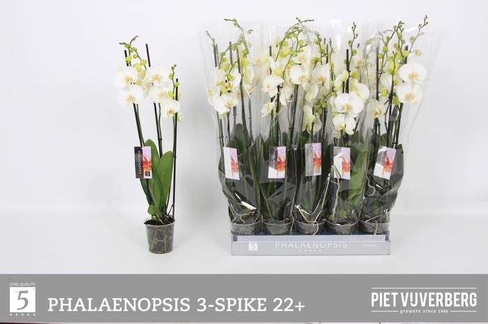 <h4>PHAL OV WIT</h4>