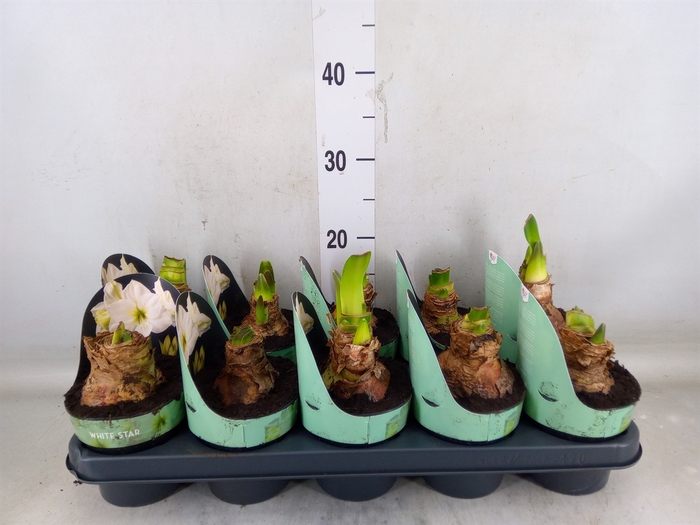 <h4>Hippeastrum DI 'White Star'</h4>