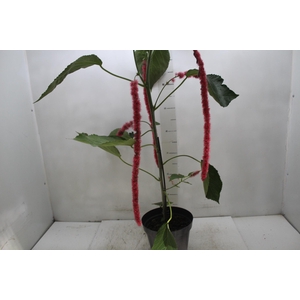 ACALYPHA HISPIDA P20 PO