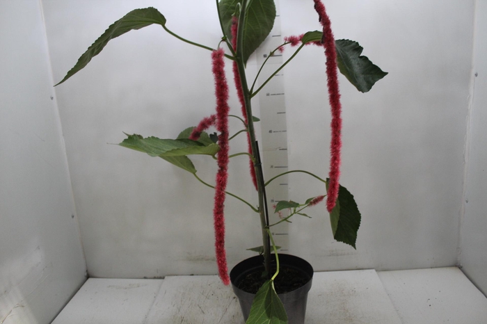 <h4>ACALYPHA HISPIDA P20 PO</h4>