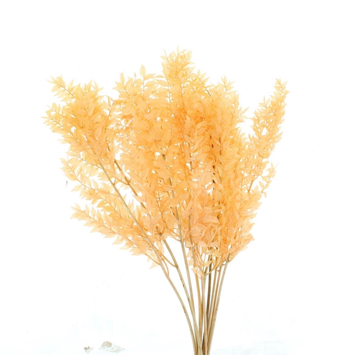 <h4>Pres Ruscus Soft Bleached Salmon Per Stem</h4>