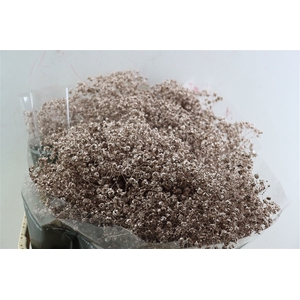 Gyps Grof. Mtlc Champagne