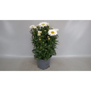 Leucanthemum maximum