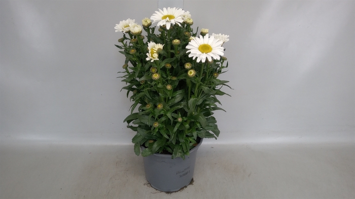 <h4>Leucanthemum maximum</h4>