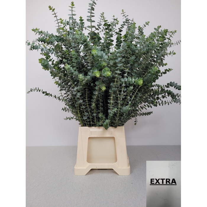 <h4>EUC BABY BLUE PB EXTRA</h4>