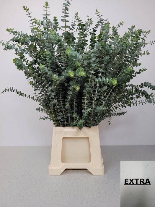 EUC BABY BLUE PB EXTRA