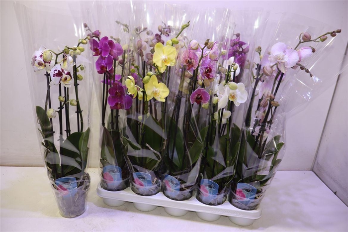 <h4>arr8 Phal Gem 6 Kl</h4>