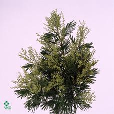 <h4>Acacia Mimosa Mirandol 150gr</h4>