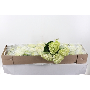 Hydr Lime Green Sel Box