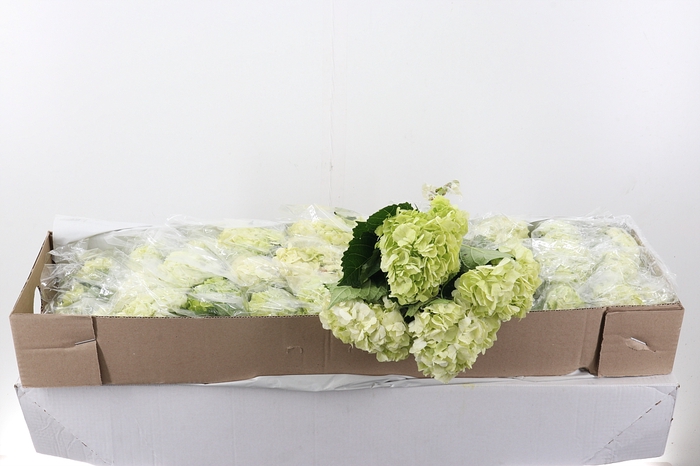 <h4>Hydr Lime Green Sel Box</h4>