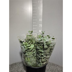 Euca Cinerea 150gr