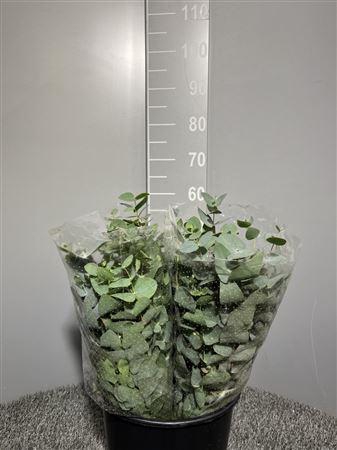 <h4>Euca Cinerea 150gr</h4>