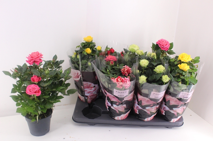 <h4>RO PATHIT GEM 4 SRT</h4>