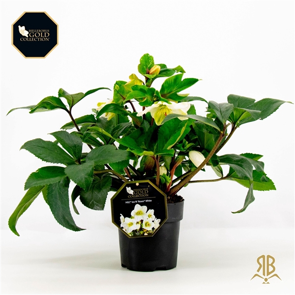 <h4>Helleborus HGC Ice N Rosès White P15</h4>