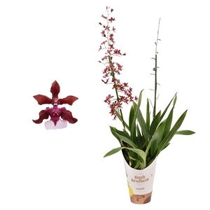 Oncidium 'Cherry Baby' 2 tak 12 cm met blad spikel