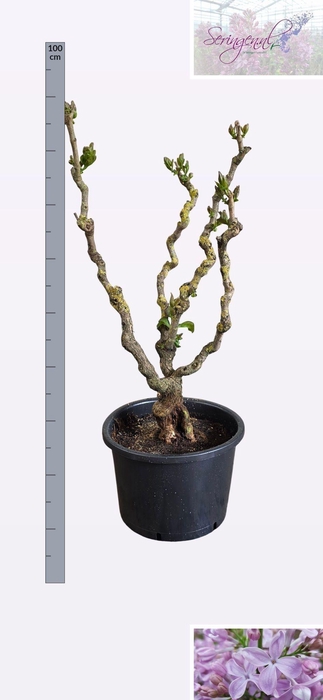 <h4>SYRI V HUGO KOSTER</h4>