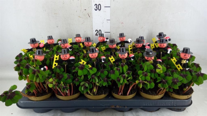 <h4>Oxalis deppei</h4>