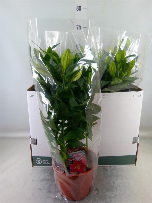 <h4>Lilium ori. 'Sunny Robyn'</h4>