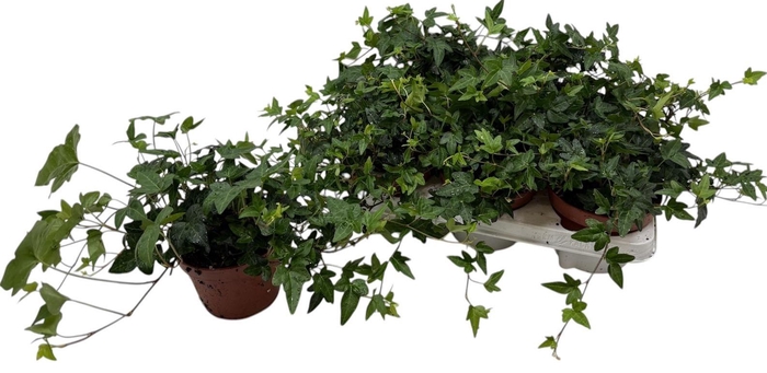 <h4>HED HE SHAMROCK</h4>