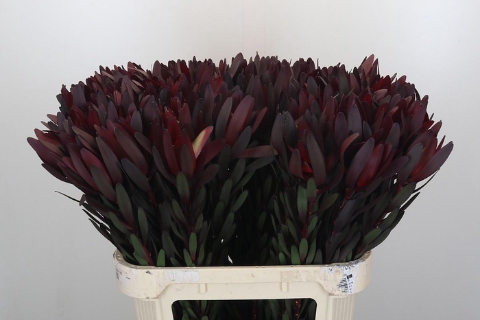 <h4>LEUCAD SAF SUNSET</h4>