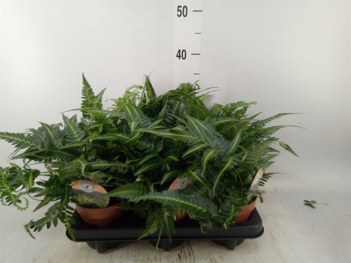 <h4>Arachniodes aristata 'Variegata'</h4>
