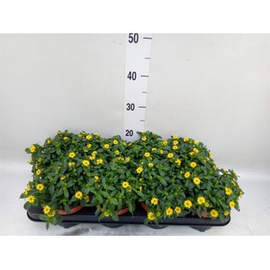 Sanvitalia  'Yellow Beauty'
