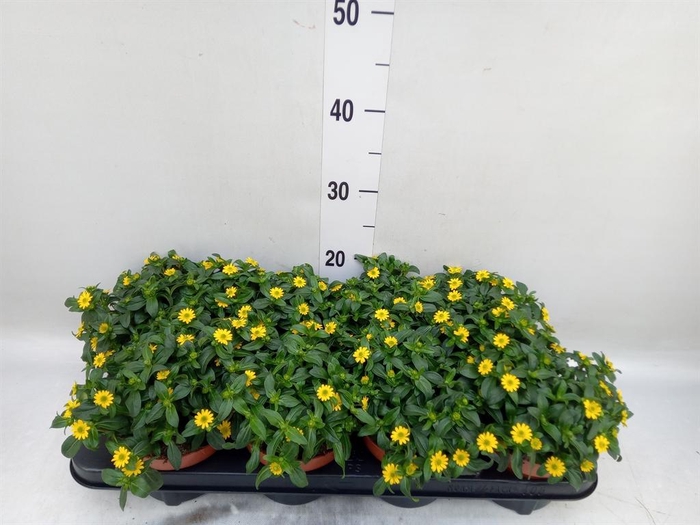 <h4>Sanvitalia  'Yellow Beauty'</h4>