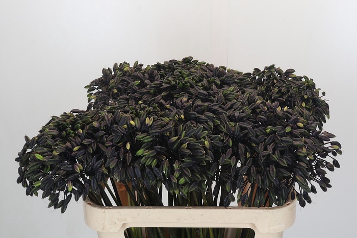 <h4>Agapanthus Seed</h4>