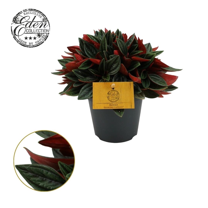 <h4>Peperomia Rosso 12cm</h4>