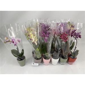** Phal Mini 1 Branche Ceramic
