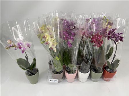 <h4>** Phal Mini 1 Branche Ceramic</h4>