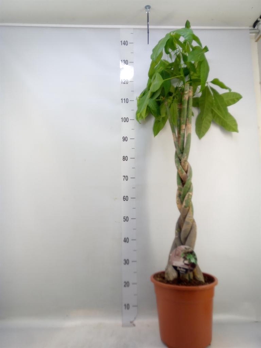 <h4>Pachira aquatica</h4>