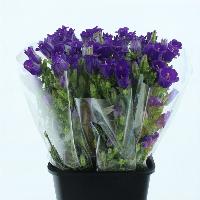 <h4>Campanula Med Champion Blue</h4>