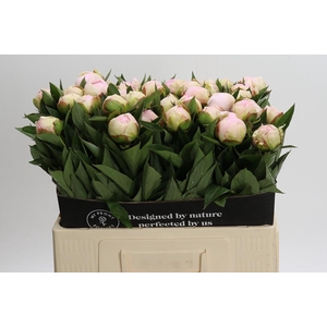 Paeonia Florence Nicholls