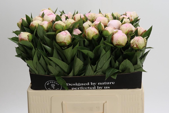 Paeonia Florence Nicholls