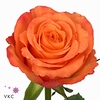 Rosa large confidential