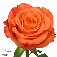 Rosa large confidential