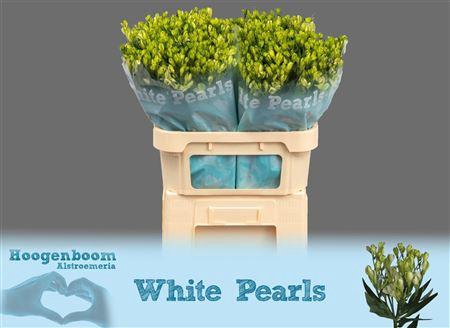 <h4>Alst Fl White Pearls</h4>
