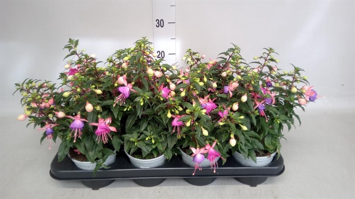 <h4>Fuchsia   ...</h4>