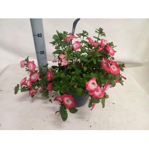 PET FAM CERISE PEARL