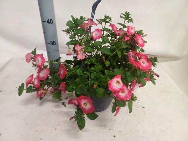 <h4>PET FAM CERISE PEARL</h4>