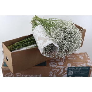 Gy Xlence 40gr Box