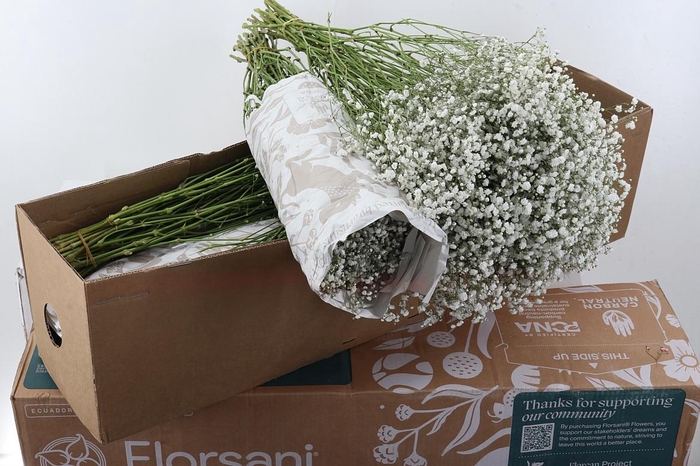 <h4>Gy Xlence 40gr Box</h4>