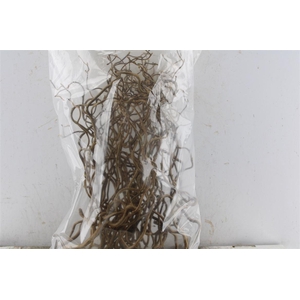 Corylus Av Contorta 40cm X50