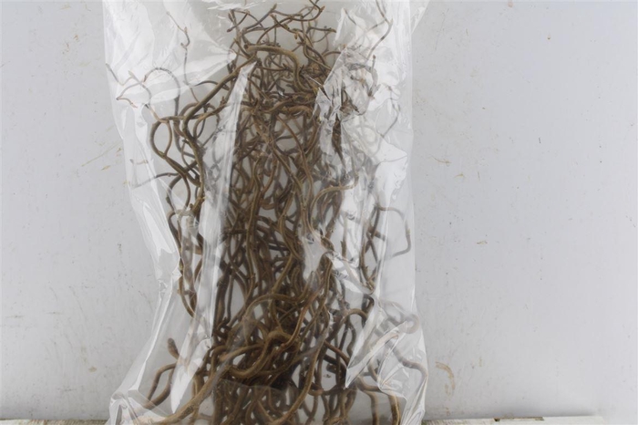 <h4>Corylus Av Contorta 40cm X50</h4>