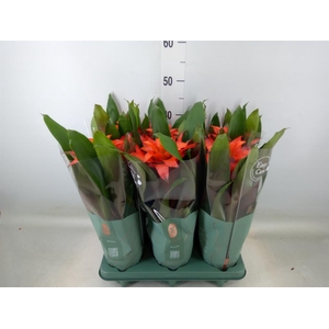 Guzmania  'Fiero Orange'